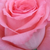 Różowy  - Róża wielkokwiatowa - Hybrid Tea - Bel Ange®